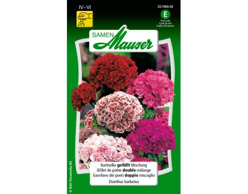 Bartnelke gefüllt Mischung Dianthus barbatus