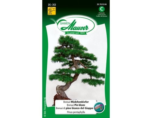 Bonsai Mädchenkiefer