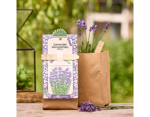 Stadtgärtner Anzuchtsset Lavendel - BIO