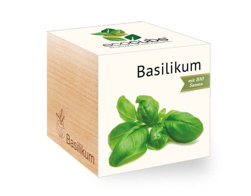 Basilikum BIO Ecocube