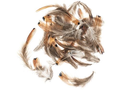 Glorex Fasanenfedern 5-12 cm, 10g