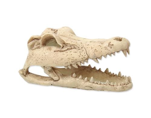 Repti Planet Dekoschädel Krokodil