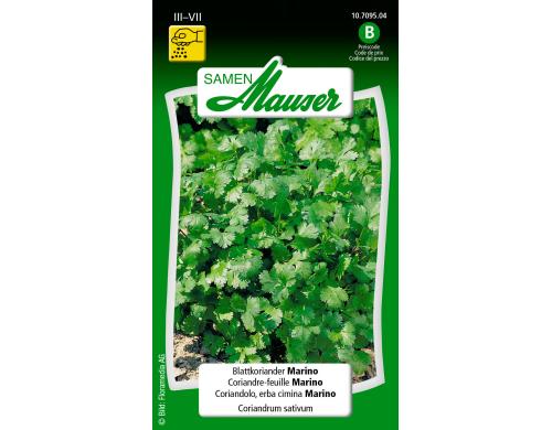 Blattkoriander Marino Coriandrum sativum