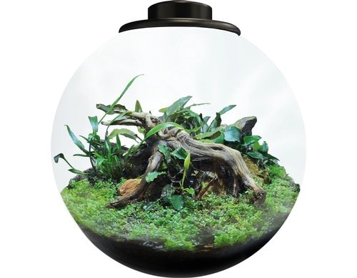 BioArt Pflanz-Terrarium Bowl 225 mit LED Schwarz, 22.5x22 cm, 5V-7W,344Lm