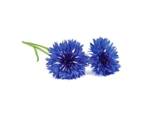 Click and Grow Cornflower Nachfüllpackung 3er Set