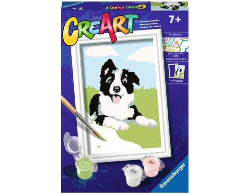 Border Collie