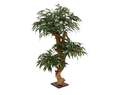Botanic-Haus Bonsai Shirakashi, 80 cm H:80xD:50 cm,Sockel 10x10 cm, Holz & PES