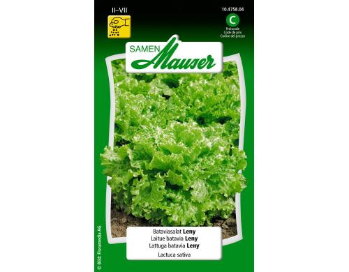 Bataviasalat Leny Lactuca sativa