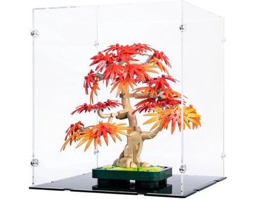 10348 Japanischer Roter Ahorn mit schwarzem Boden