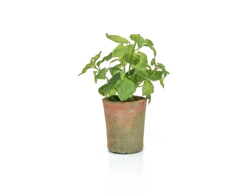 Botanic-Haus Basilikum im Topf