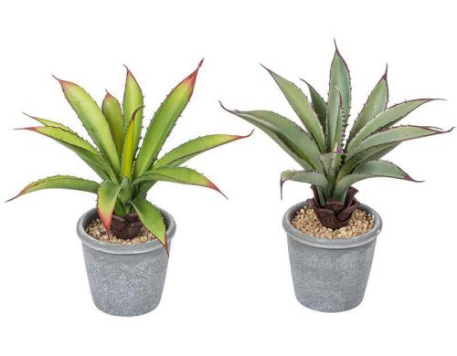 Botanic-Haus Aloe im Topf, 2er Set 21 cm, H: 8.5 cm, D: 9 cm, Polyethylen