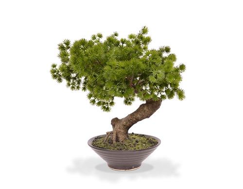 Botanic-Haus Bonsai Pinus in Schale H:50 cm, D: 30-40 CM