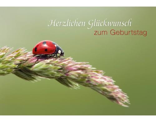 Natur Verlag Geburtstagskarte Marienkfer auf Halm,deutsch