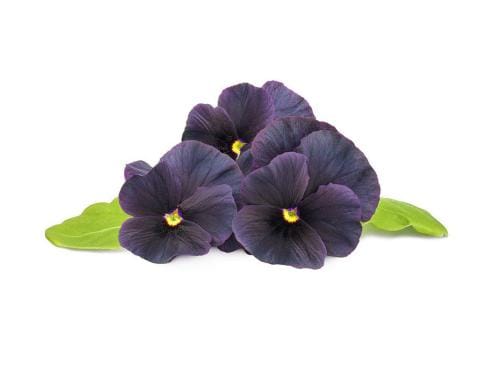 Click and Grow Smart Garden Plant Pod 3-pack, Black Pansy