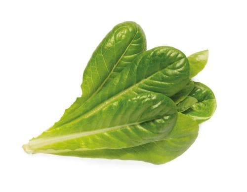 Click and Grow Smart Garden Plant Pod 3-pack, Romaine Lettuce